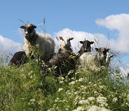 Får och lamm i en hage